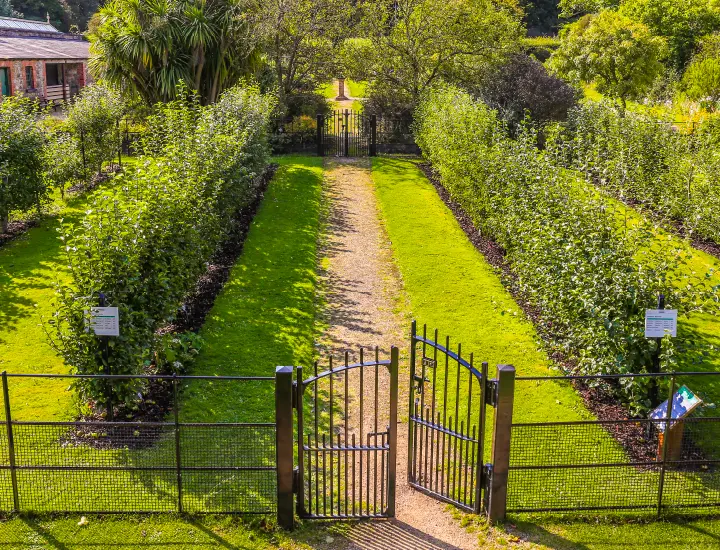 path in fruit garden