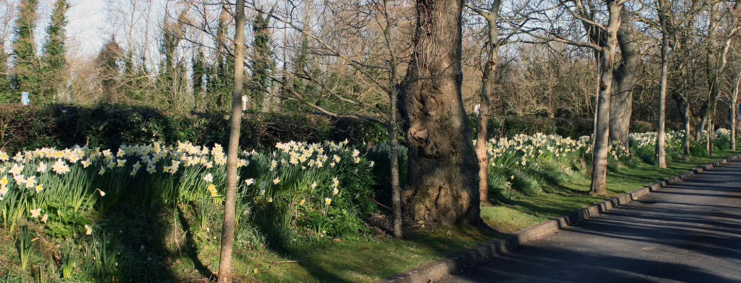 view of flowers next to the road