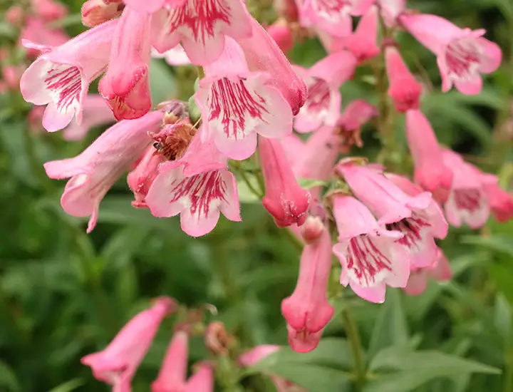 pink flowers