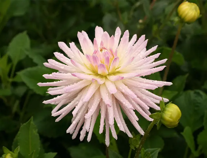 white pink flower