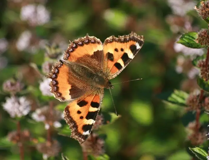 flying butterfly