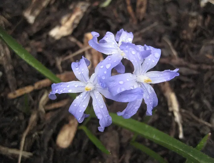 light purple flower