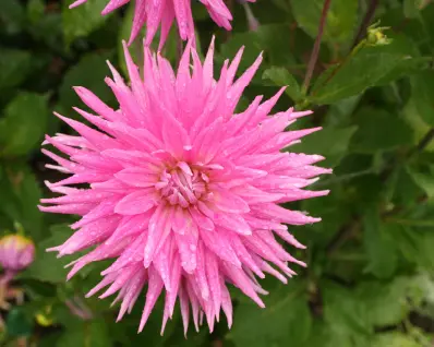 autumn flowers