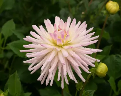 autumn flowers