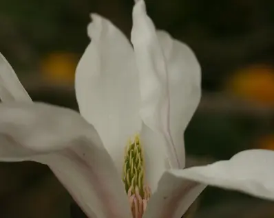 spring flowers