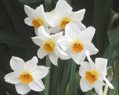 daffodils