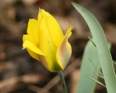 spring flowers