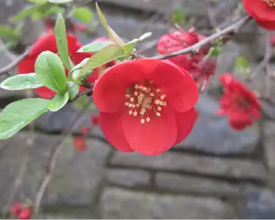 summer foliage