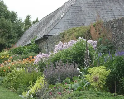 summer flower bed