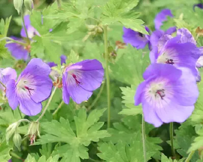 Purple geraniums