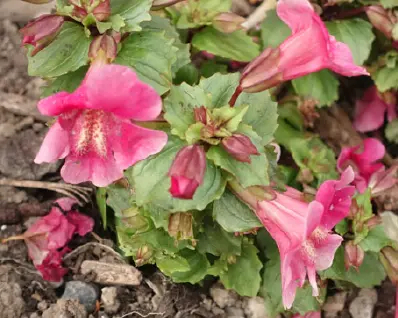 Pink summer flowers