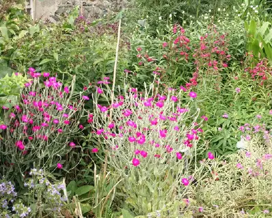 Pink summer flowers