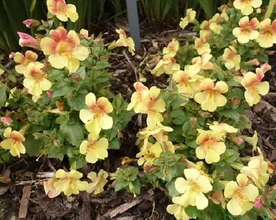 Yellow summer flowers