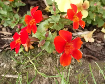 Red summer flowers