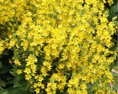 Yellow flowers