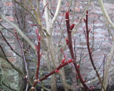 Winter garden foliage