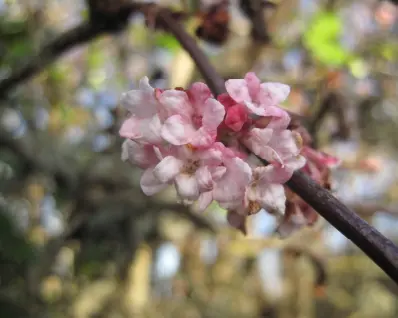 Winter garden foliage