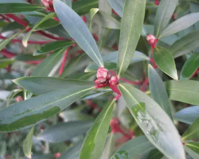 Winter garden foliage