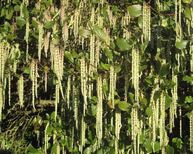 Winter garden foliage