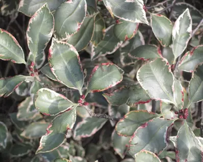 Winter garden foliage