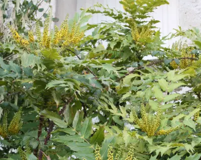 Winter garden foliage