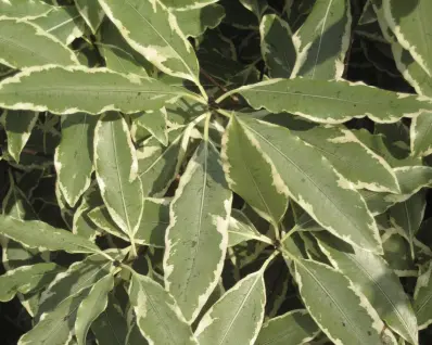 Winter garden foliage