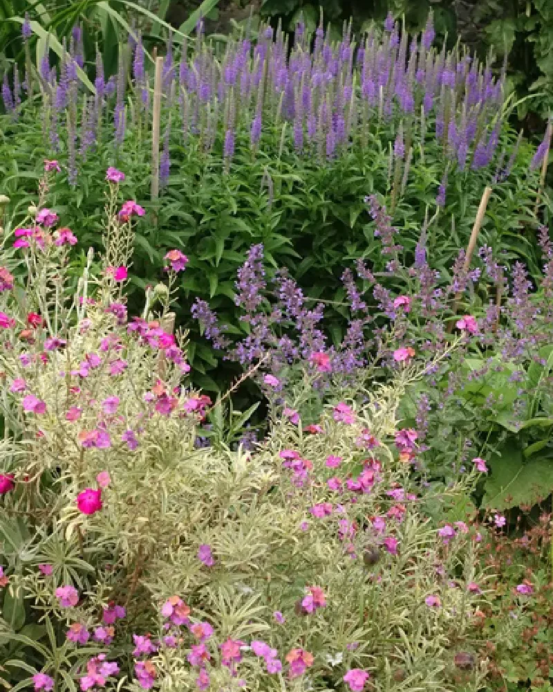 flowers in the Garden at Ardgillan Castle