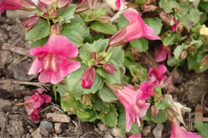 pink flowers in the Garden at Ardgillan Castle