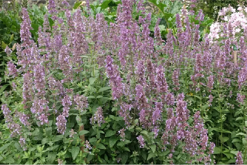 flowers in the Garden at Ardgillan Castle