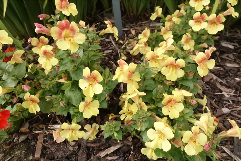 yellow flowers in the Garden at Ardgillan Castle