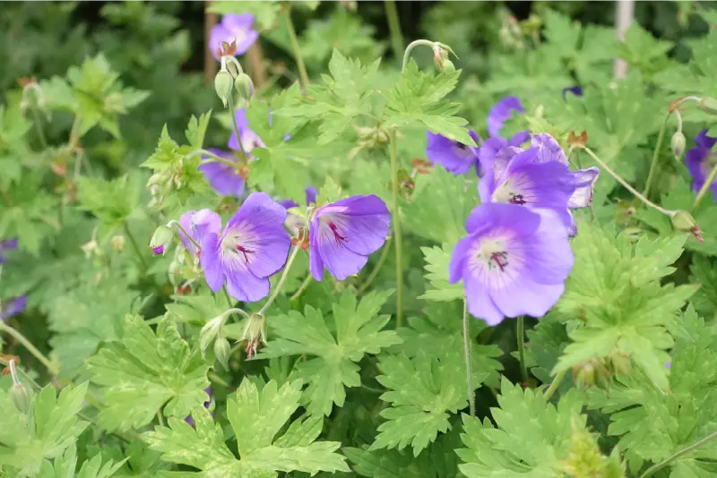 purple flowers in the Garden at Ardgillan Castle