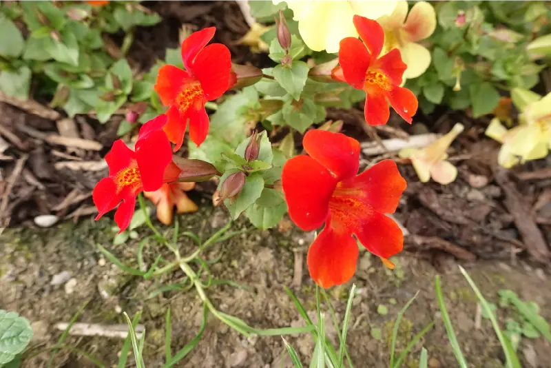 red flowers in the Garden at Ardgillan Castle