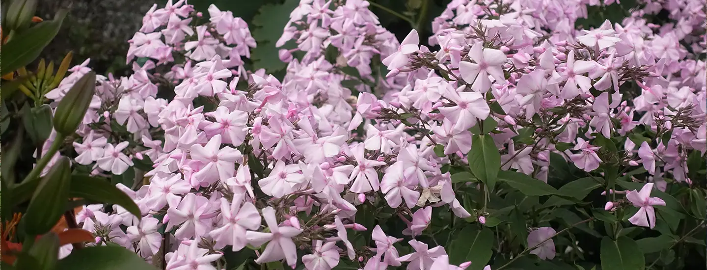 pink flowers