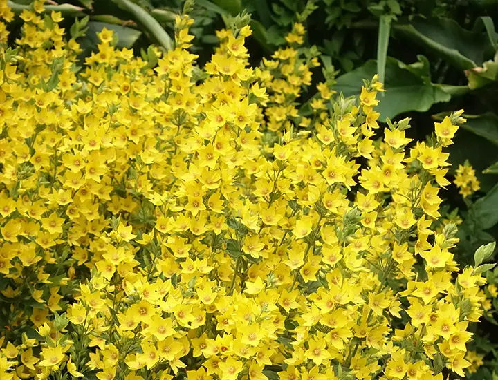 yellow flowers