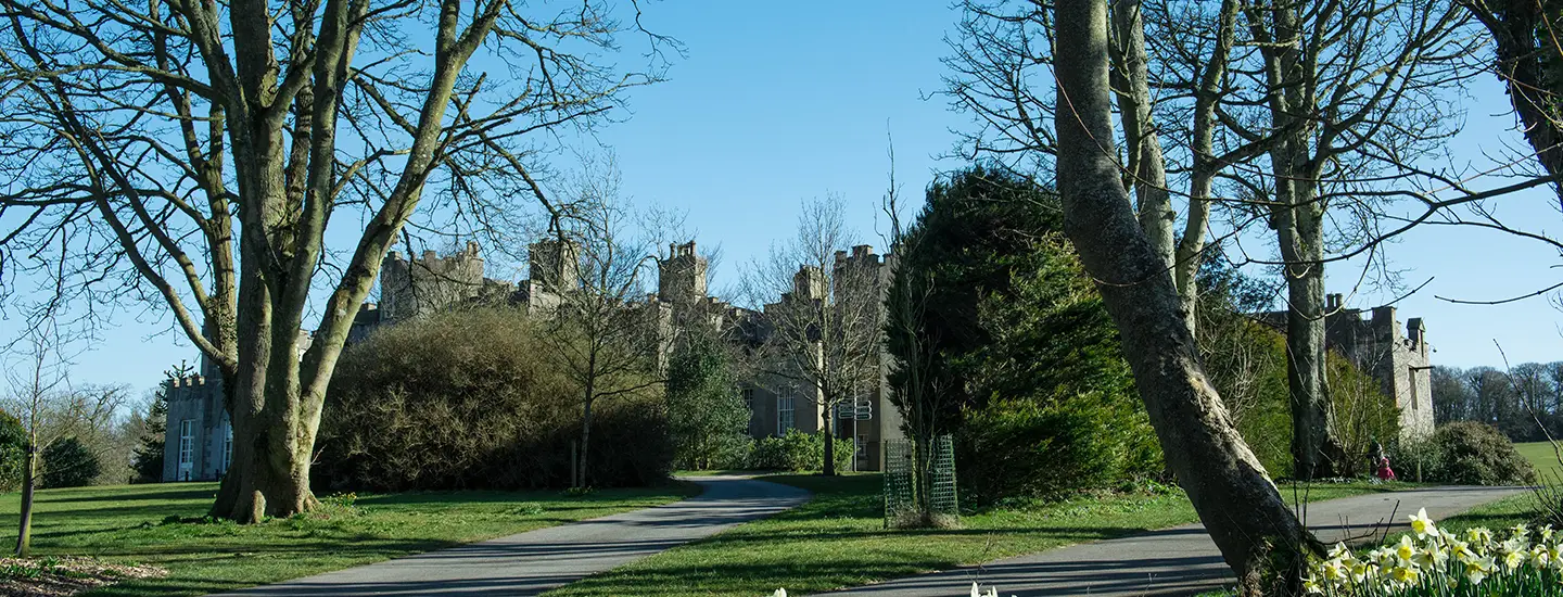 castle view between trees