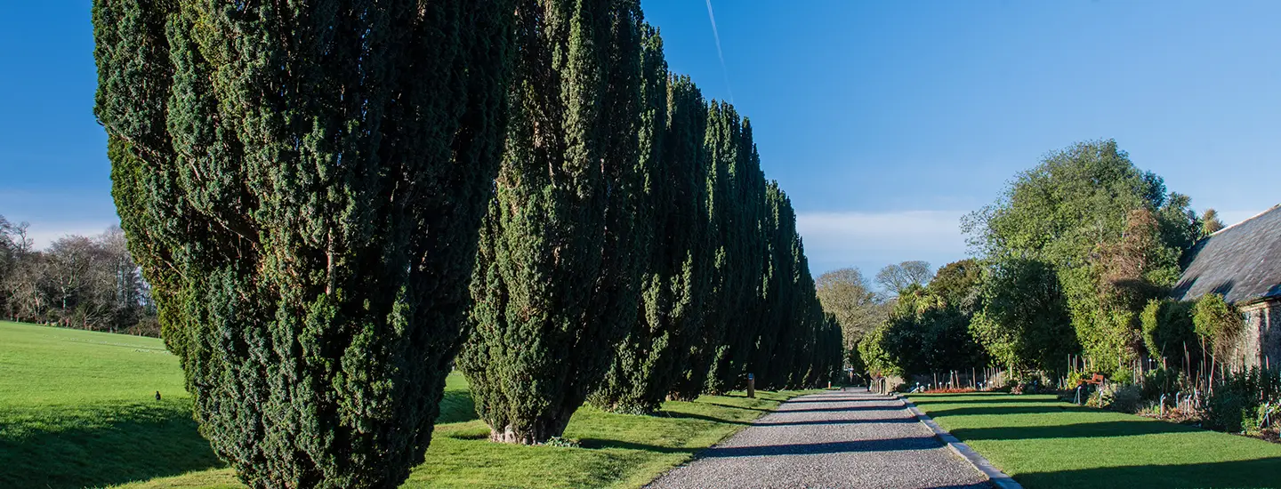 road in park