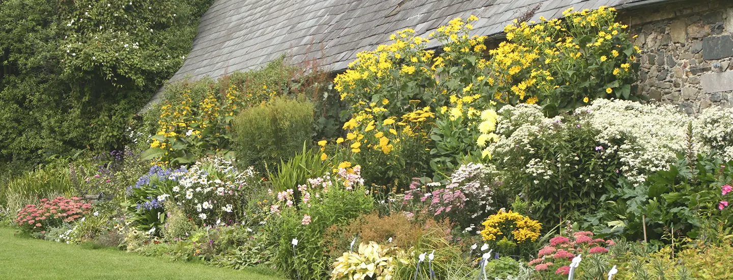 flowers at Ardgillan Castle