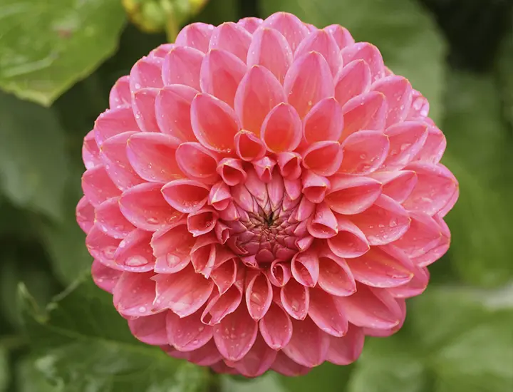 flower close up at Ardgillan Castle