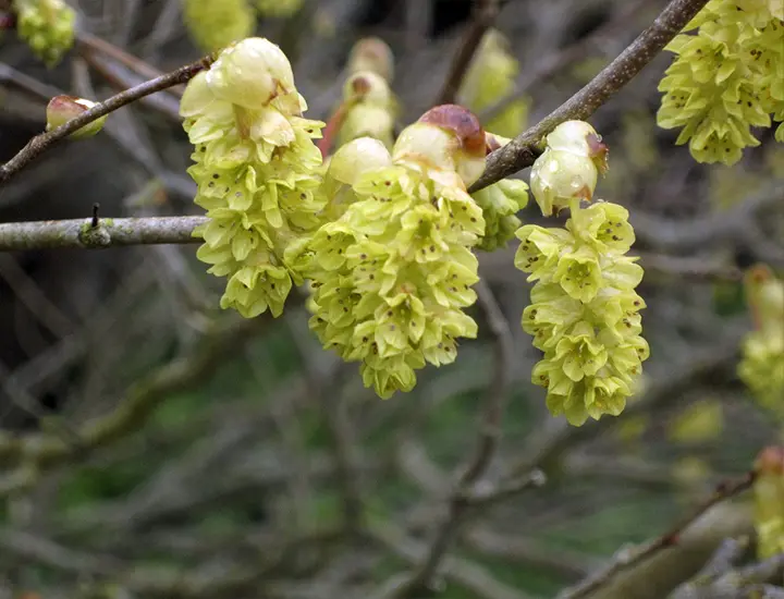 flower close up at Ardgillan Castle