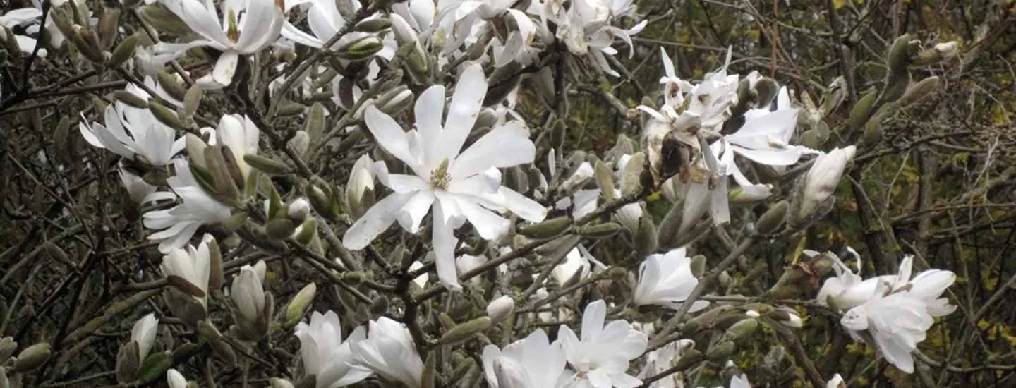 flowers at Ardgillan Castle