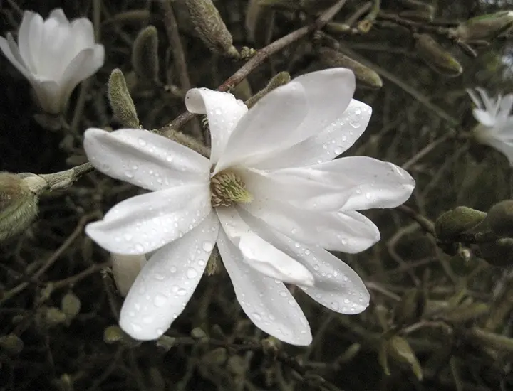 white flower at Ardgillan Castle