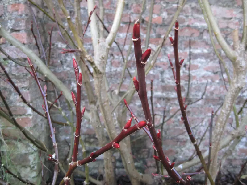 tree buds in the Garden at Ardgillan Castle