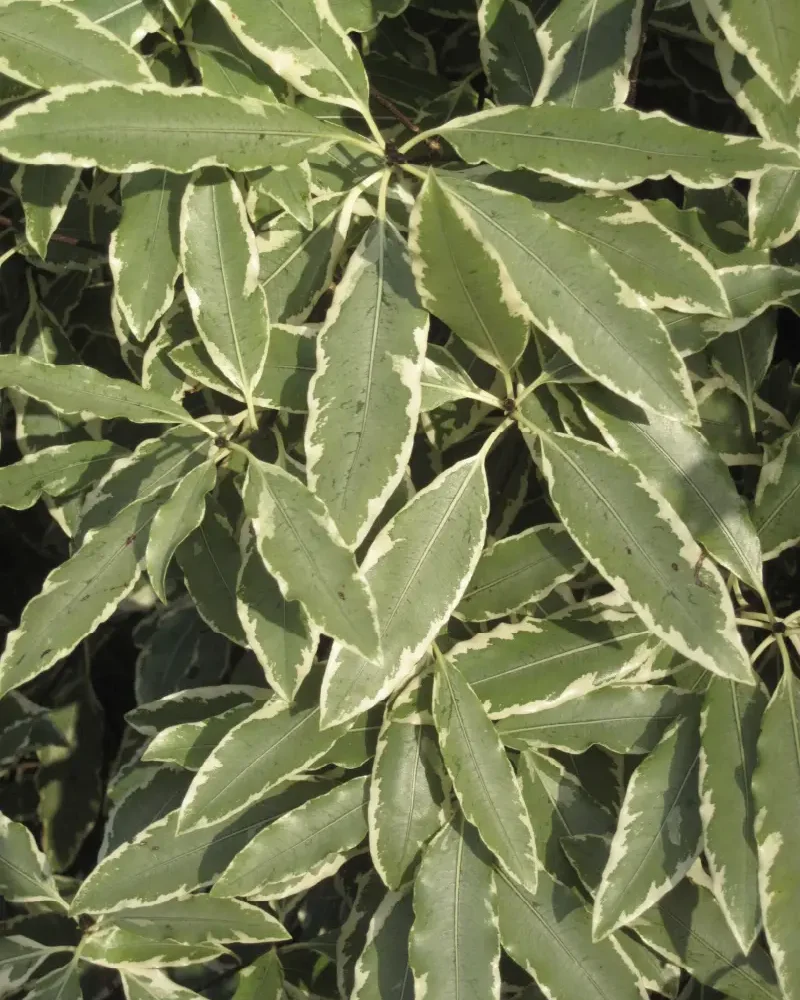 foliage in the Garden at Ardgillan Castle