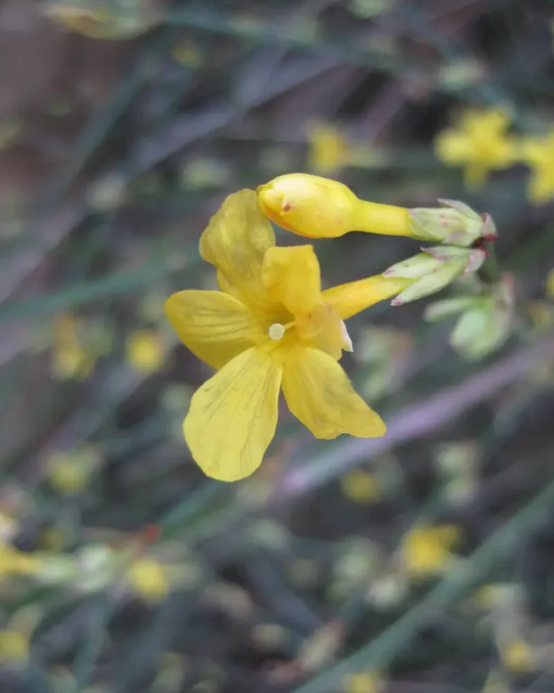 winter flowers