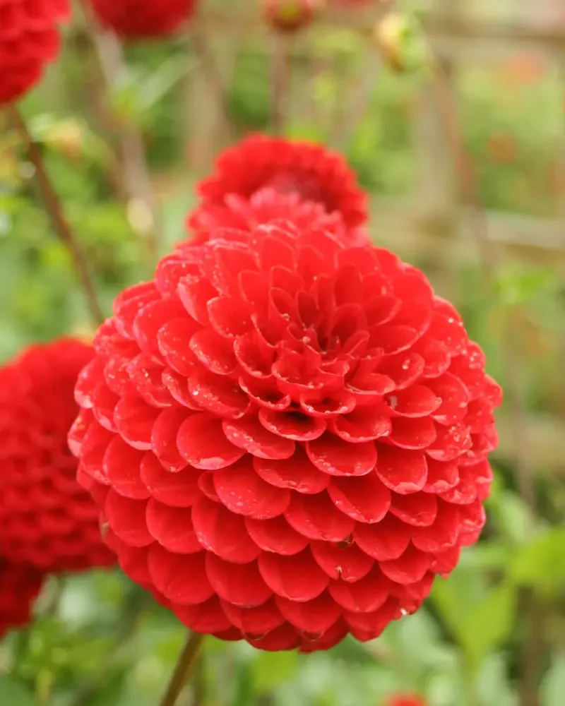 red dahlia flowers in the Garden at Ardgillan Castle