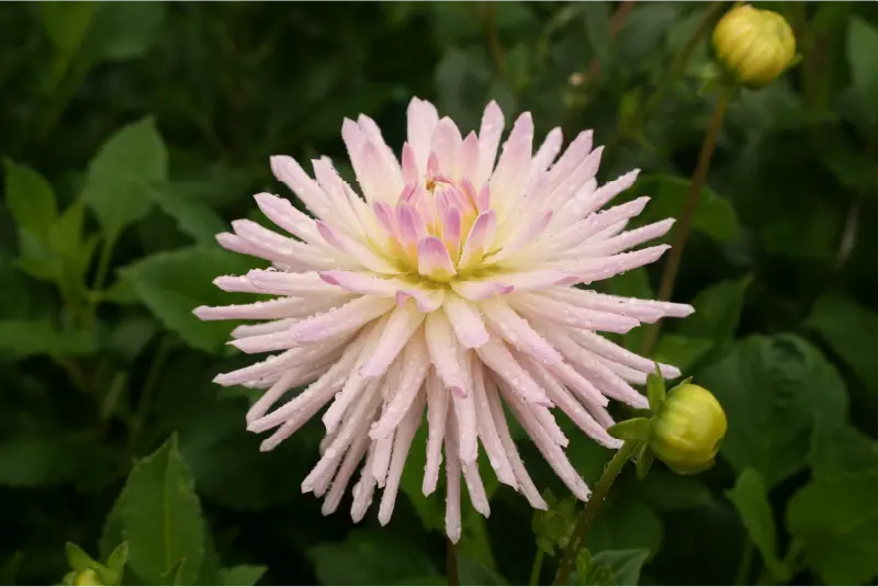 Dahlia flowers in the Garden at Ardgillan Castle