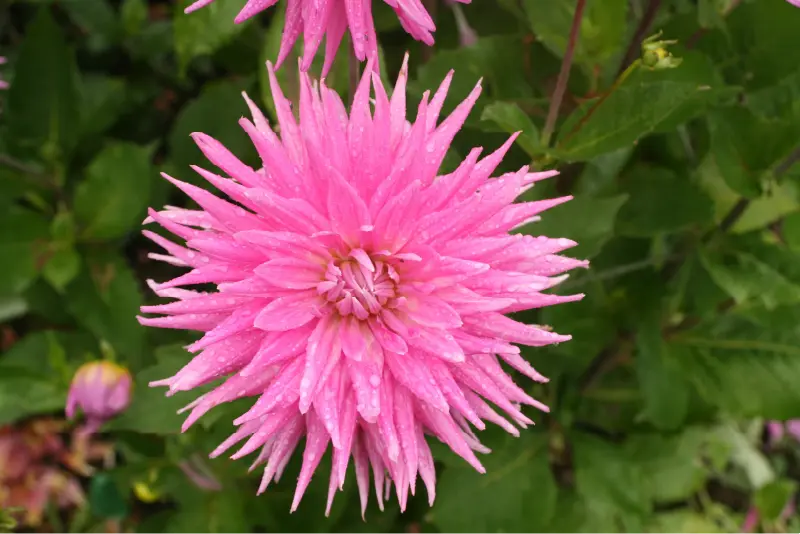 pink flower