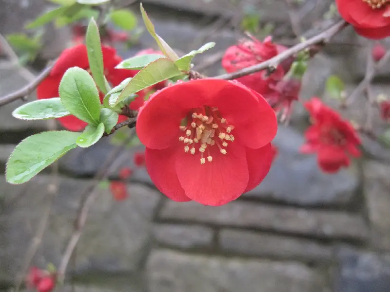 red flower