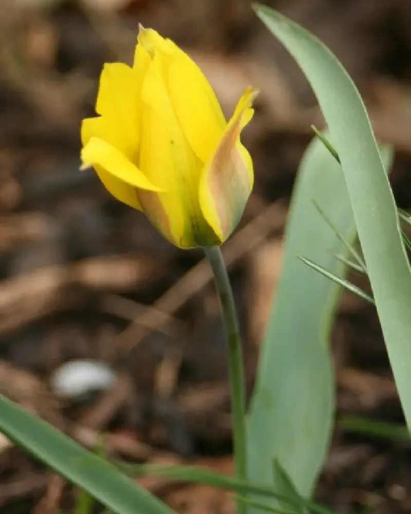 daffodils flower