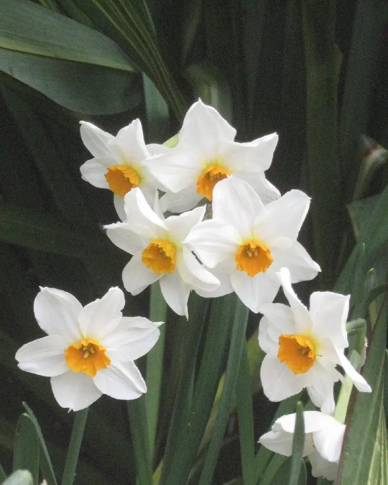 daffodil flower